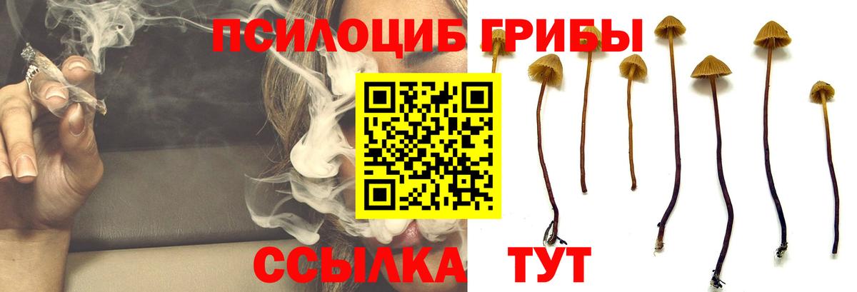 Псилоцибиновые грибы Psilocybine cubensis Реж